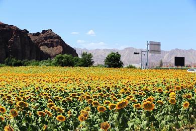 《黄金树幽影》IGN10分 单机标杆无需多言